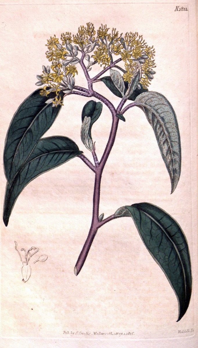 Curtis's botanical magazine. London ; New York [etc.] :Academic Press [etc.]. | "Botanical illustration" Botany Periodicals "Pictorial works" "Plants, Ornamental"  | Vintage Print Reproduction 456660