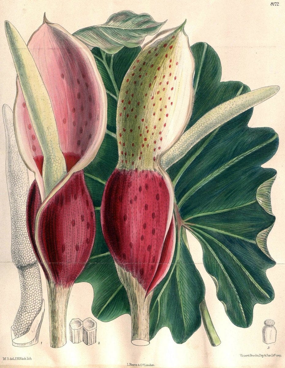 Curtis's botanical magazine. London ; New York [etc.] :Academic Press [etc.]. | "Botanical illustration" Botany Periodicals "Pictorial works" "Plants, Ornamental"  | Vintage Print Reproduction 456661