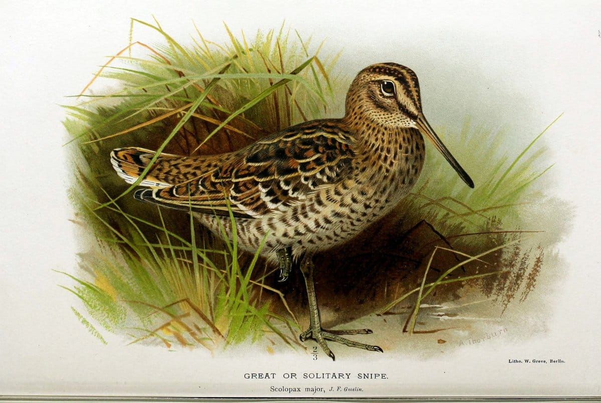 Coloured figures of the birds of the British Islands / issued by Lord Lilford. London :R | Birds "Great Britain" "Pictorial works"  | Vintage Print Reproduction 456662