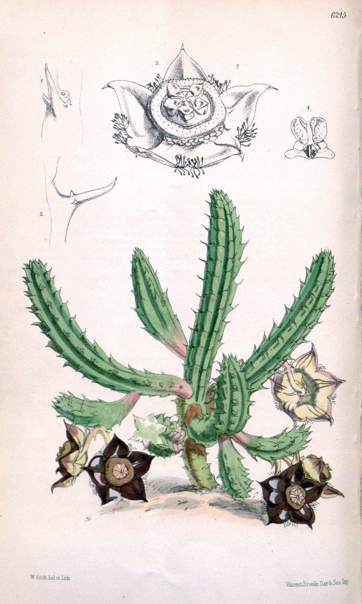 Curtis's botanical magazine. London ; New York [etc.] :Academic Press [etc.]. | "Botanical illustration" Botany Periodicals "Pictorial works" "Plants, Ornamental"  | Vintage Print Reproduction 456663