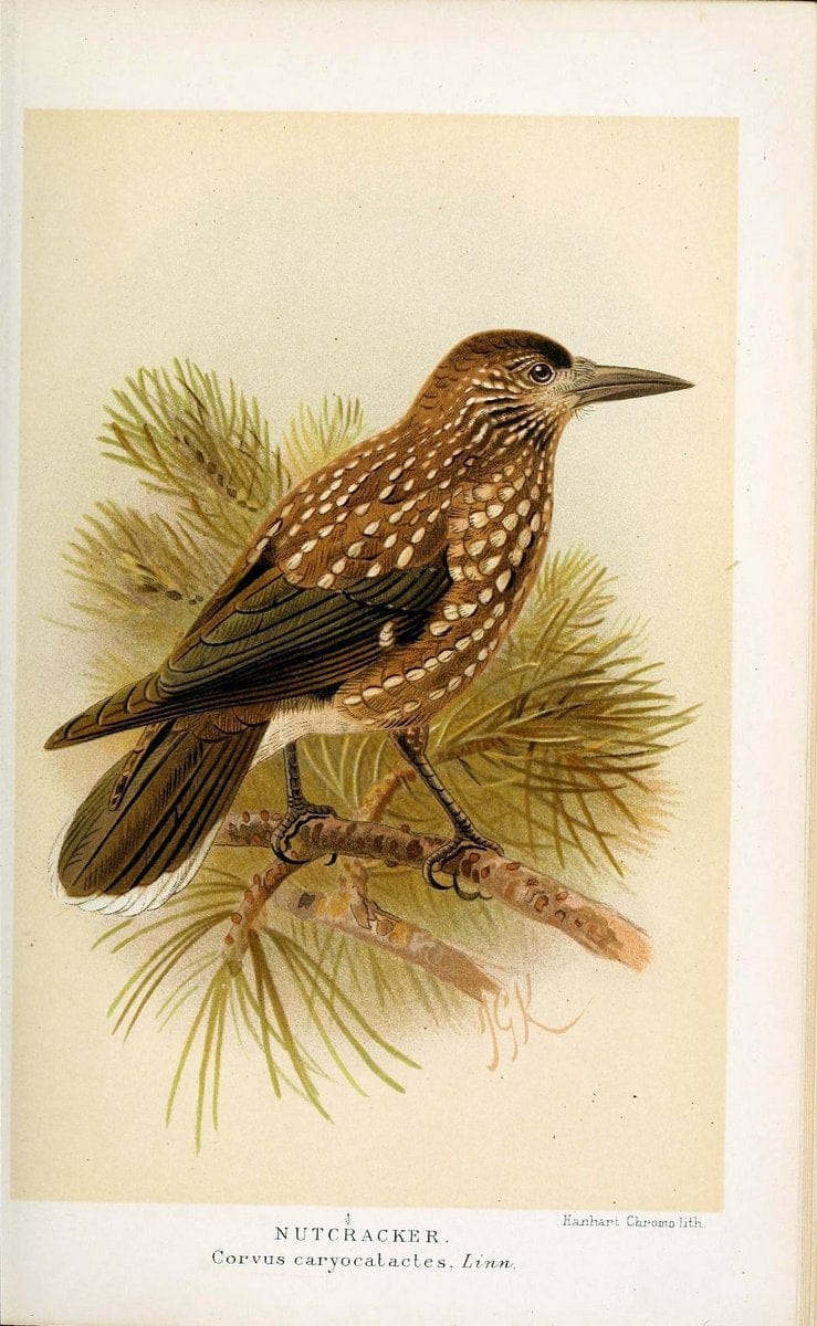 Coloured figures of the birds of the British Islands / issued by Lord Lilford. London :R | 59.82(42) Birds "Great Britain" "Pictorial works"  | Vintage Print Reproduction 456664