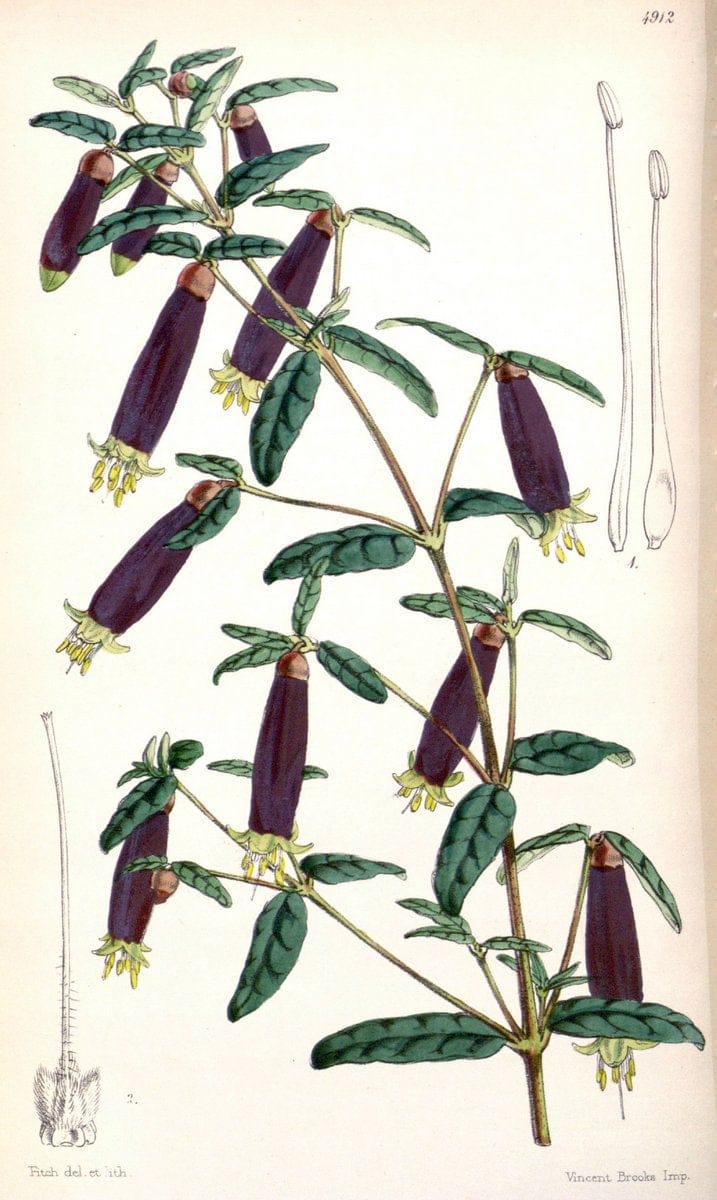 Curtis's botanical magazine. London ;New York [etc.] :Academic Press [etc.]. | Botany Periodicals "Pictorial works"  | Vintage Print Reproduction 456668