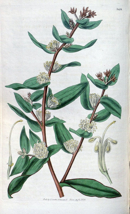 Curtis's botanical magazine. London ;New York [etc.] :Academic Press [etc.]. | Botany Periodicals "Pictorial works"  | Vintage Print Reproduction 456669
