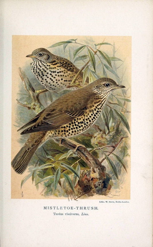Coloured figures of the birds of the British Islands / issued by Lord Lilford. London :R | 59.82(42) Birds "Great Britain" "Pictorial works"  | Vintage Print Reproduction 456670