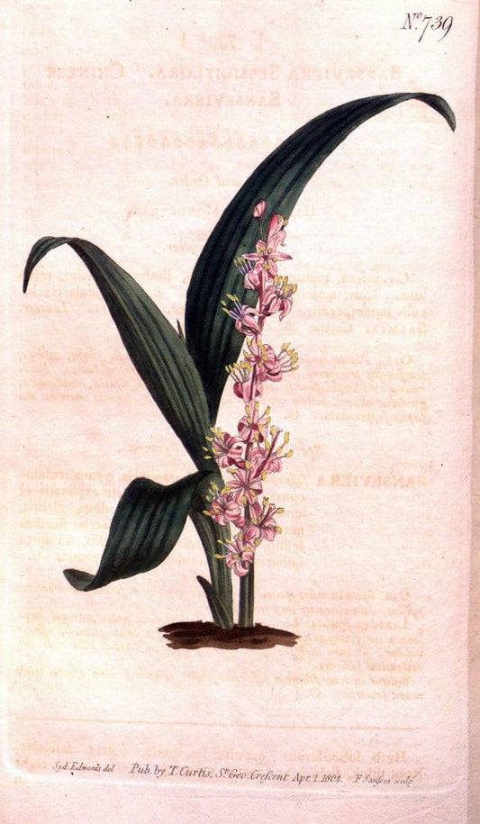 Curtis's botanical magazine..London ;New York [etc.] :Academic Press [etc.]. |  | Vintage Print Reproduction 456671