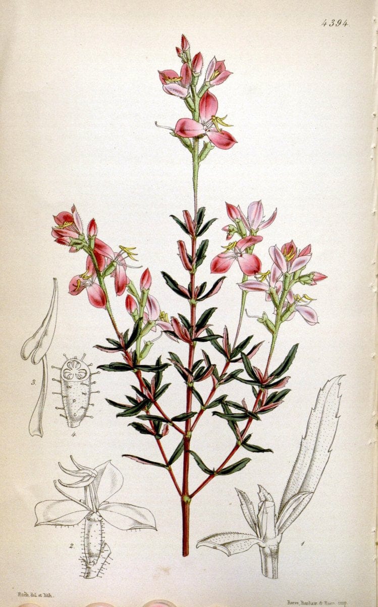 Curtis's botanical magazine. London ; New York [etc.] :Academic Press [etc.]. | "Botanical illustration" Botany Periodicals "Pictorial works" "Plants, Ornamental"  | Vintage Print Reproduction 456672