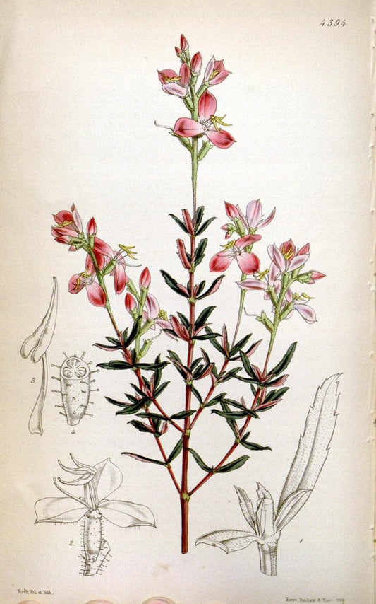 Curtis's botanical magazine. London ; New York [etc.] :Academic Press [etc.]. | "Botanical illustration" Botany Periodicals "Pictorial works" "Plants, Ornamental"  | Vintage Print Reproduction 456672