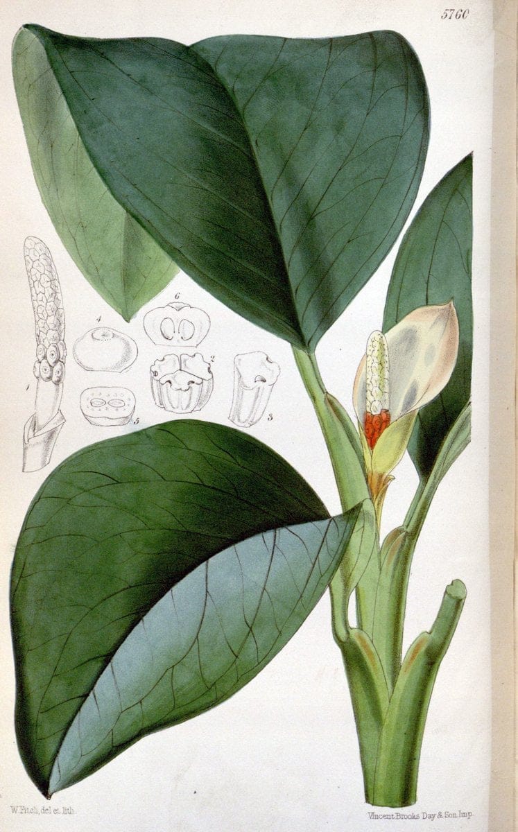 Curtis's botanical magazine. London ; New York [etc.] :Academic Press [etc.]. | "Botanical illustration" Botany Periodicals "Pictorial works" "Plants, Ornamental"  | Vintage Print Reproduction 456673