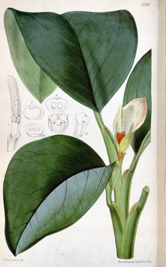 Curtis's botanical magazine. London ; New York [etc.] :Academic Press [etc.]. | "Botanical illustration" Botany Periodicals "Pictorial works" "Plants, Ornamental"  | Vintage Print Reproduction 456673