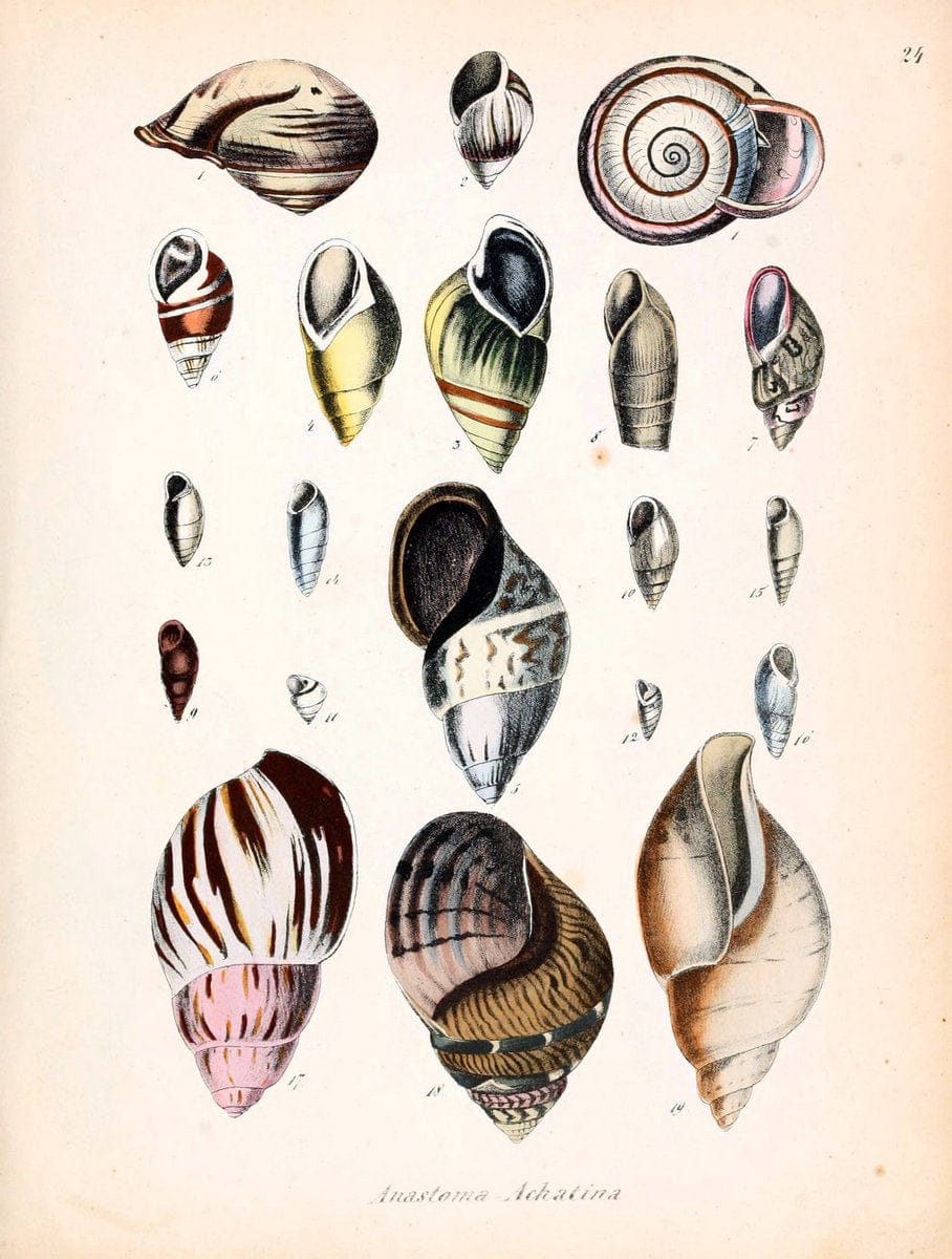 Conchylienbuch, oder, Allgemeine und besondere Naturgeschichte der Muscheln und Schnecke | Mollusks "Pictorial works"  | Vintage Print Reproduction 456674