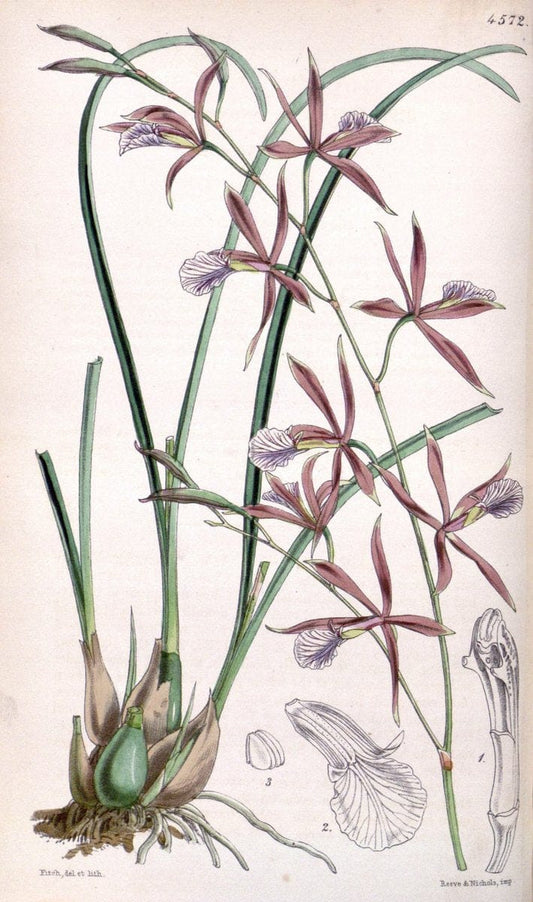 Curtis's botanical magazine. London ; New York [etc.] :Academic Press [etc.]. | "Botanical illustration" Botany Periodicals "Pictorial works" "Plants, Ornamental"  | Vintage Print Reproduction 456675