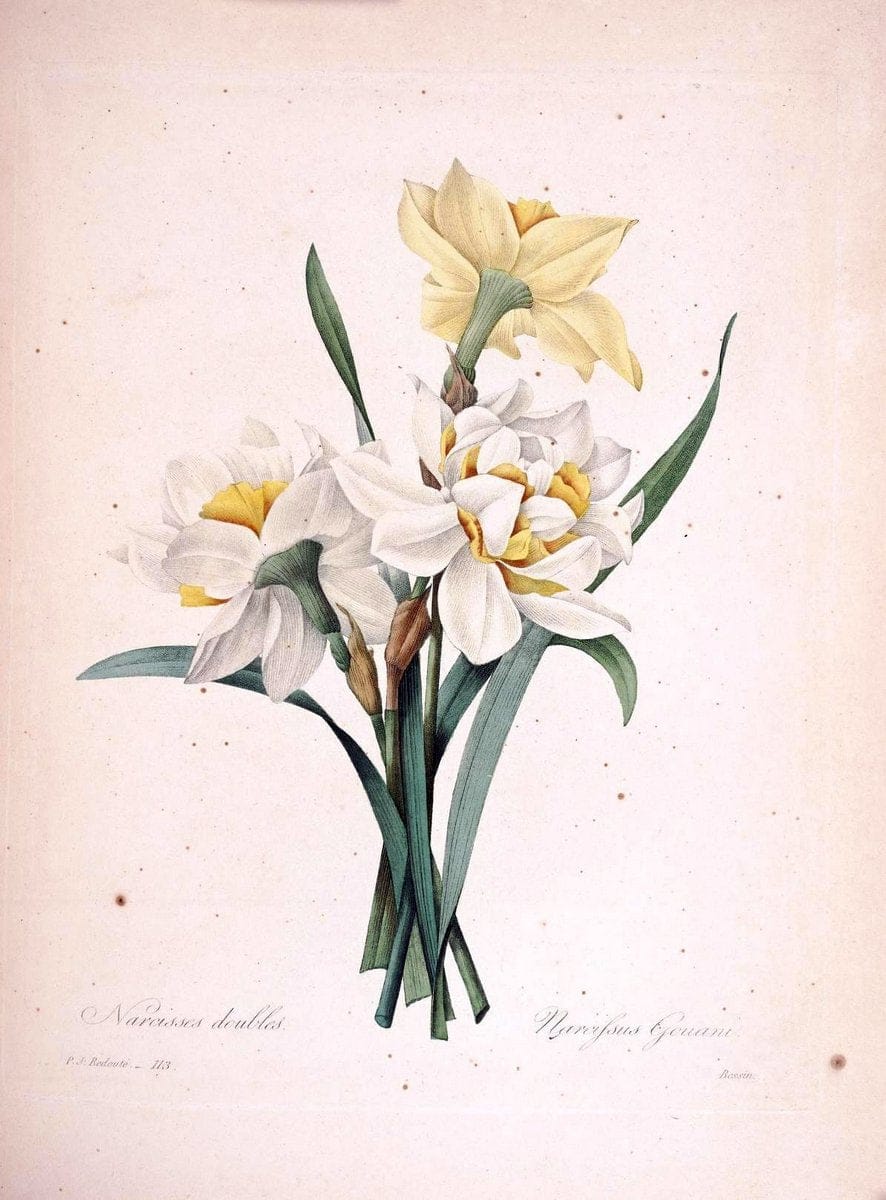 Choix des plus belles fleurs :.Paris:Ernest Panckoucke,[1833].. |  | Vintage Print Reproduction 456676
