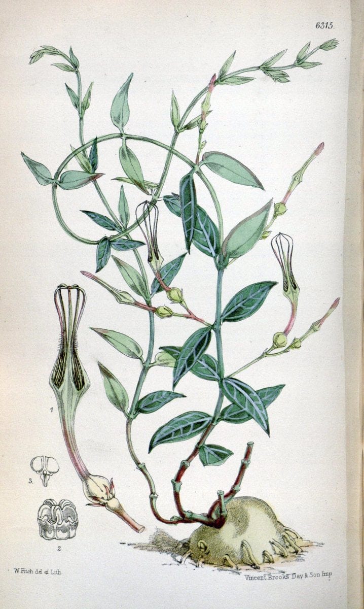 Curtis's botanical magazine. London ; New York [etc.] :Academic Press [etc.]. | "Botanical illustration" Botany Periodicals "Pictorial works" "Plants, Ornamental"  | Vintage Print Reproduction 456677