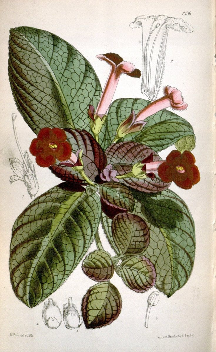 Curtis's botanical magazine. London ; New York [etc.] :Academic Press [etc.]. | "Botanical illustration" Botany Periodicals "Pictorial works" "Plants, Ornamental"  | Vintage Print Reproduction 456678