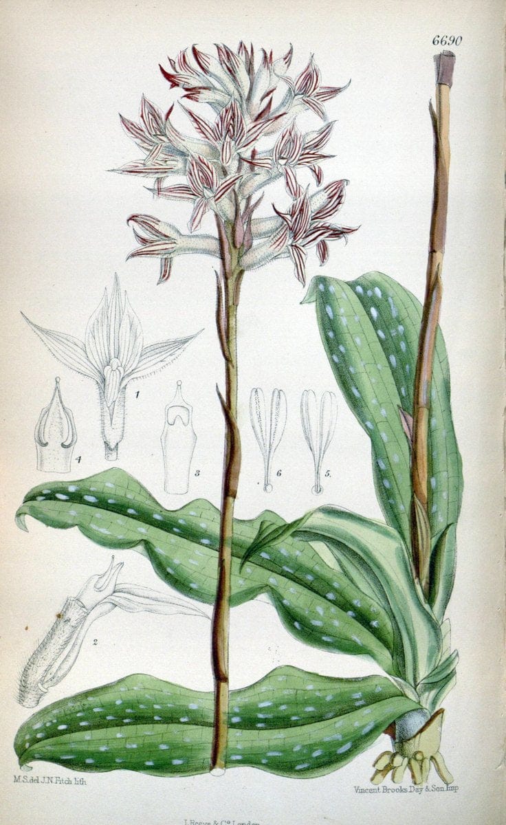 Curtis's botanical magazine. London ; New York [etc.] :Academic Press [etc.]. | "Botanical illustration" Botany Periodicals "Pictorial works" "Plants, Ornamental"  | Vintage Print Reproduction 456679