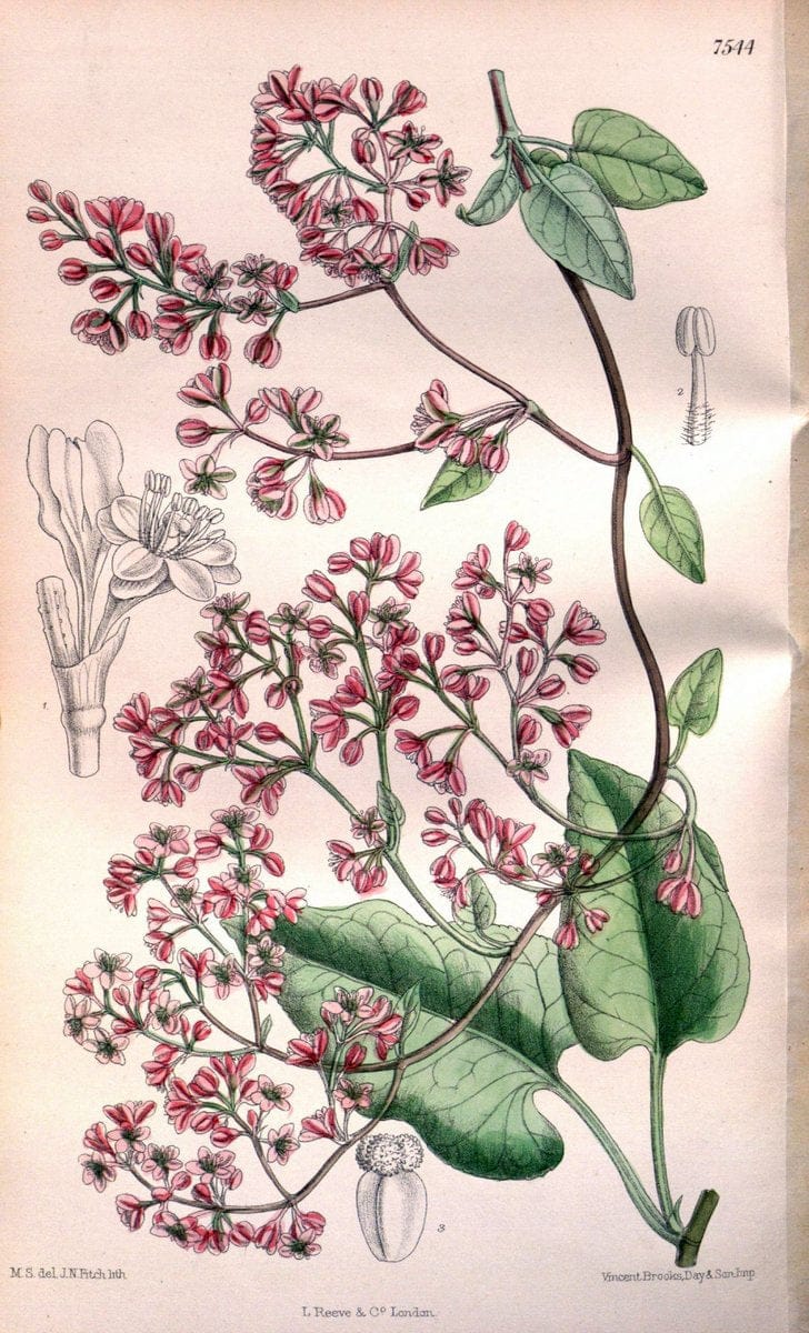 Curtis's botanical magazine. London ; New York [etc.] :Academic Press [etc.]. | "Botanical illustration" Botany Periodicals "Pictorial works" "Plants, Ornamental"  | Vintage Print Reproduction 456680