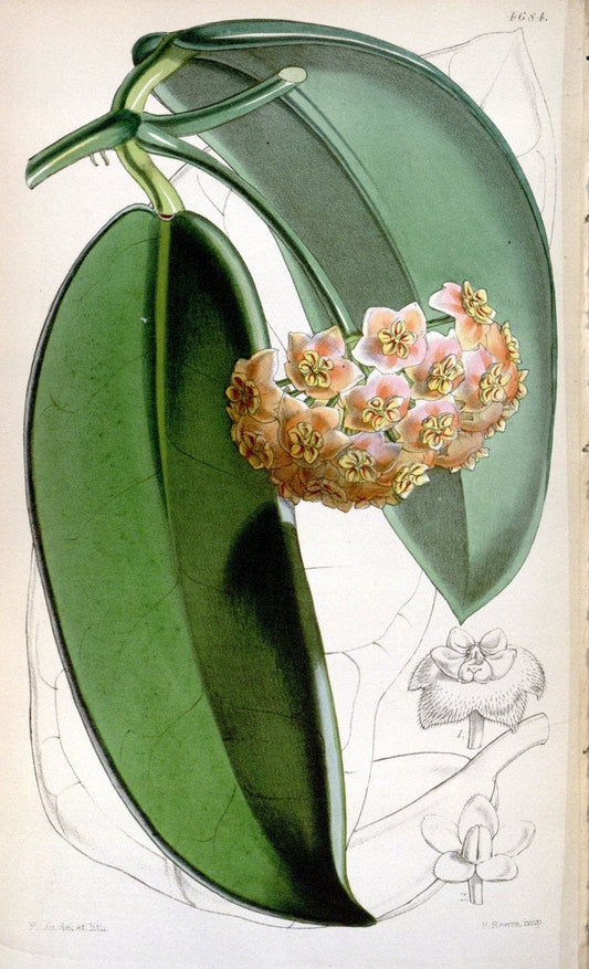 Curtis's botanical magazine. London ; New York [etc.] :Academic Press [etc.]. | "Botanical illustration" Botany Periodicals "Pictorial works" "Plants, Ornamental"  | Vintage Print Reproduction 456681