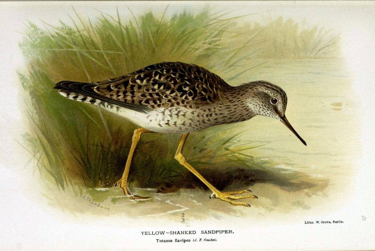 Coloured figures of the birds of the British Islands / issued by Lord Lilford. London :R | Birds "Great Britain" "Pictorial works"  | Vintage Print Reproduction 456682