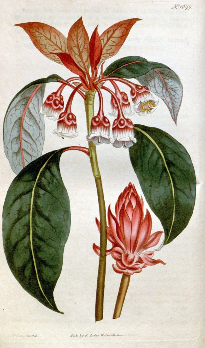 Curtis's botanical magazine. London ; New York [etc.] :Academic Press [etc.]. | "Botanical illustration" Botany Periodicals "Pictorial works" "Plants, Ornamental"  | Vintage Print Reproduction 456683