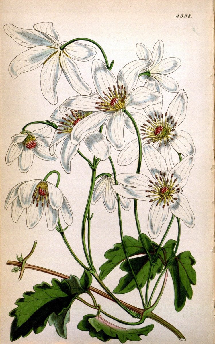 Curtis's botanical magazine. London ; New York [etc.] :Academic Press [etc.]. | "Botanical illustration" Botany Periodicals "Pictorial works" "Plants, Ornamental"  | Vintage Print Reproduction 456684