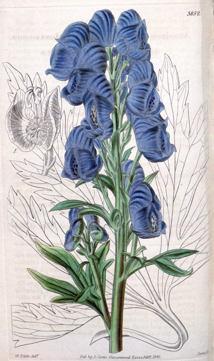 Curtis's botanical magazine. London ; New York [etc.] :Academic Press [etc.]. | "Botanical illustration" Botany Periodicals "Pictorial works" "Plants, Ornamental"  | Vintage Print Reproduction 456685