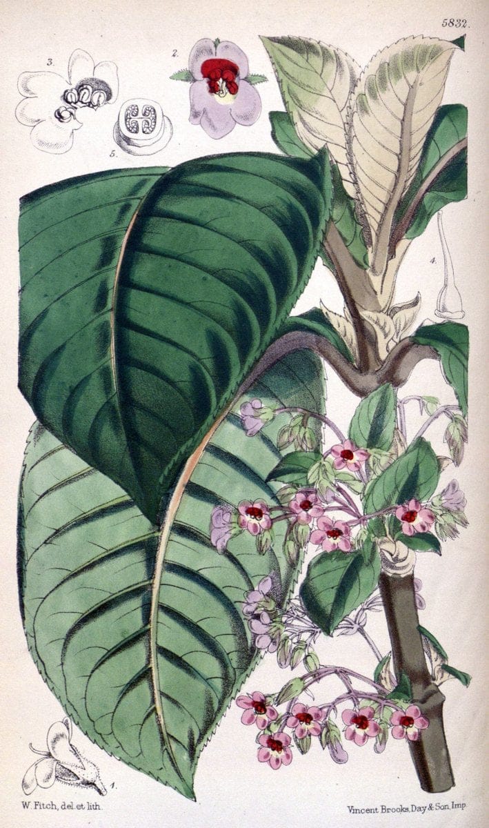 Curtis's botanical magazine. London ; New York [etc.] :Academic Press [etc.]. | "Botanical illustration" Botany Periodicals "Pictorial works" "Plants, Ornamental"  | Vintage Print Reproduction 456686