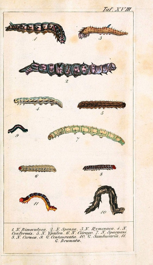 Chronologischer Raupenkalender, oder, Naturgeschichte der europÃ¤ischen RaupenBerlin :Im Verlage von Theodor Bade,1837. |  | Vintage Print Reproduction 456687