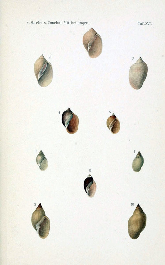 Conchologische Mittheilungen als Fortsetzung der Novitates conchologicae. bd 1 - 3.Cassell :T. Fischer,1880- . |  | Vintage Print Reproduction 456688