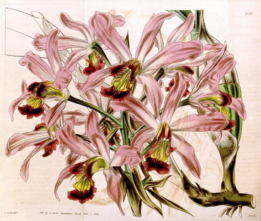 Curtis's botanical magazine. London ; New York [etc.] :Academic Press [etc.]. | "Botanical illustration" Botany Periodicals "Pictorial works" "Plants, Ornamental"  | Vintage Print Reproduction 456689