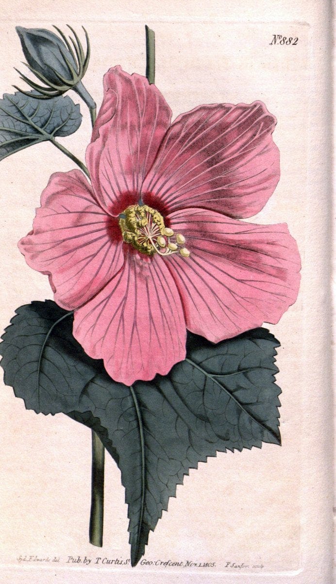 Curtis's botanical magazine. London ;New York [etc.] :Academic Press [etc.]. | Botany Periodicals "Pictorial works"  | Vintage Print Reproduction 456691