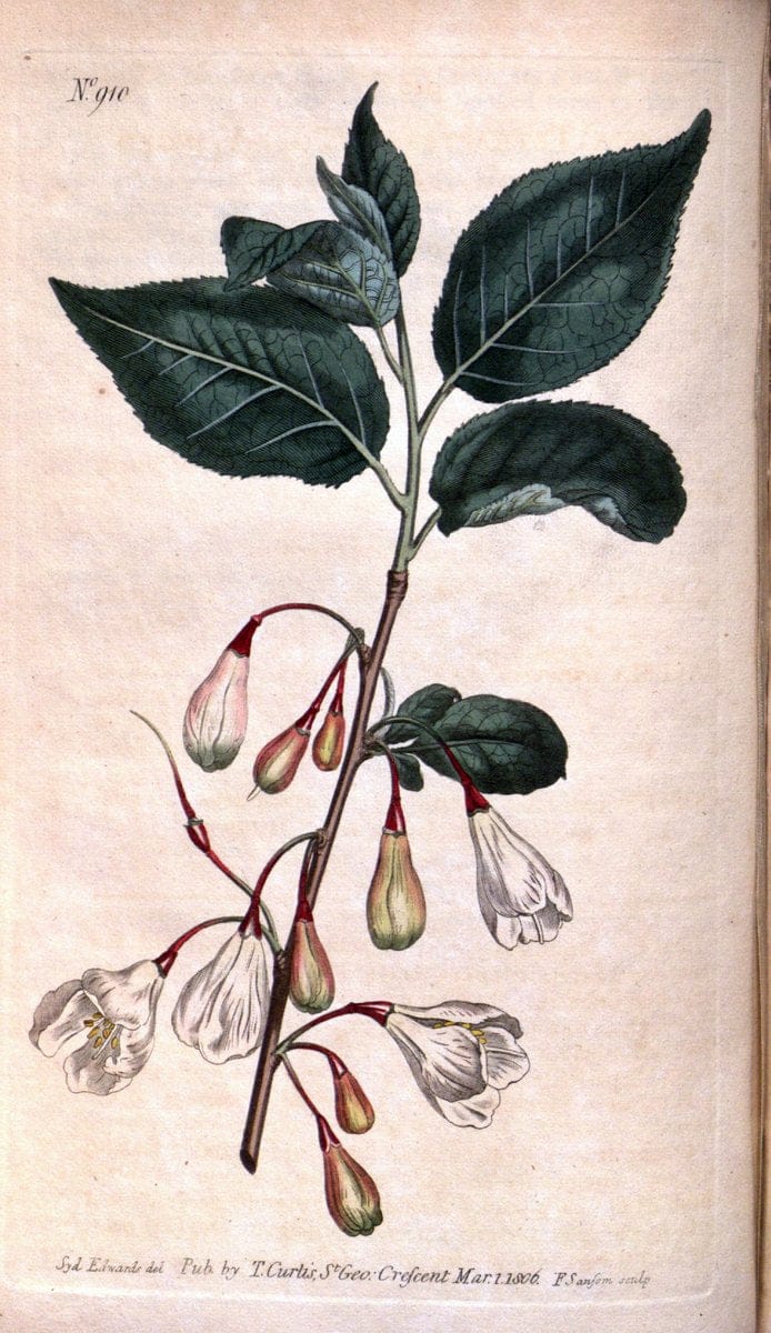 Curtis's botanical magazine. London ;New York [etc.] :Academic Press [etc.]. | Botany Periodicals "Pictorial works"  | Vintage Print Reproduction 456692