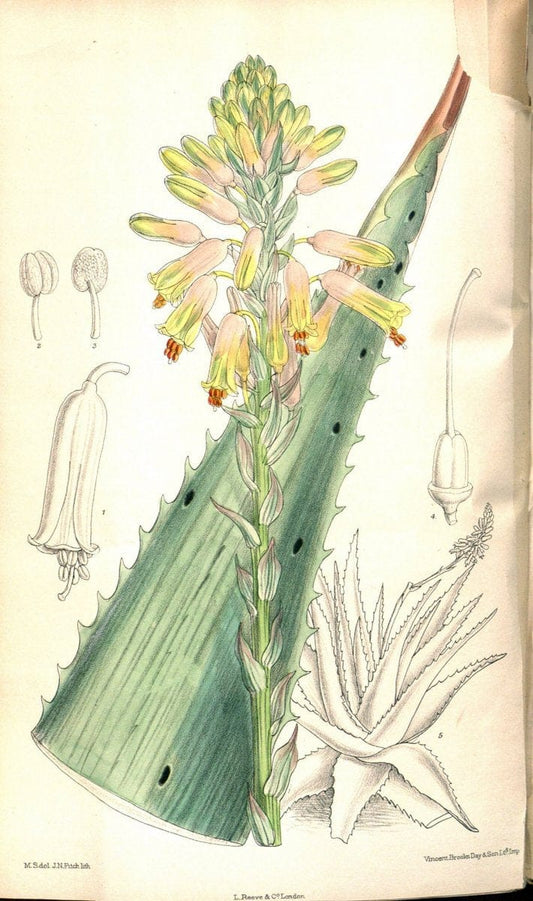 Curtis's botanical magazine. London ;New York [etc.] :Academic Press [etc.]. | Botany Periodicals "Pictorial works"  | Vintage Print Reproduction 456693