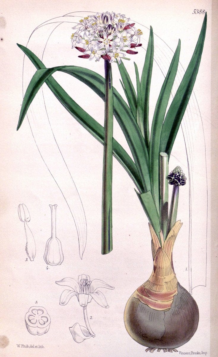 Curtis's botanical magazine. London ;New York [etc.] :Academic Press [etc.]. | Botany Periodicals "Pictorial works"  | Vintage Print Reproduction 456694