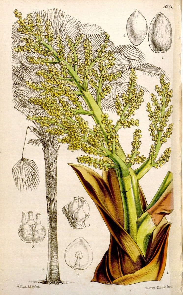 Curtis's botanical magazine. London ;New York [etc.] :Academic Press [etc.]. | Botany Periodicals "Pictorial works"  | Vintage Print Reproduction 456695