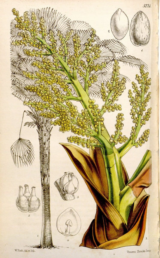Curtis's botanical magazine. London ;New York [etc.] :Academic Press [etc.]. | Botany Periodicals "Pictorial works"  | Vintage Print Reproduction 456695