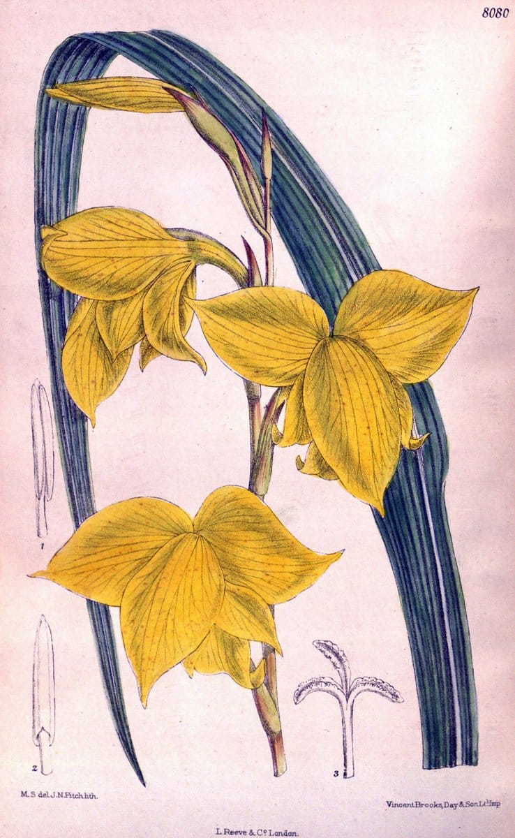 Curtis's botanical magazine. London ; New York [etc.] :Academic Press [etc.]. | "Botanical illustration" Botany Periodicals "Pictorial works" "Plants, Ornamental"  | Vintage Print Reproduction 456696