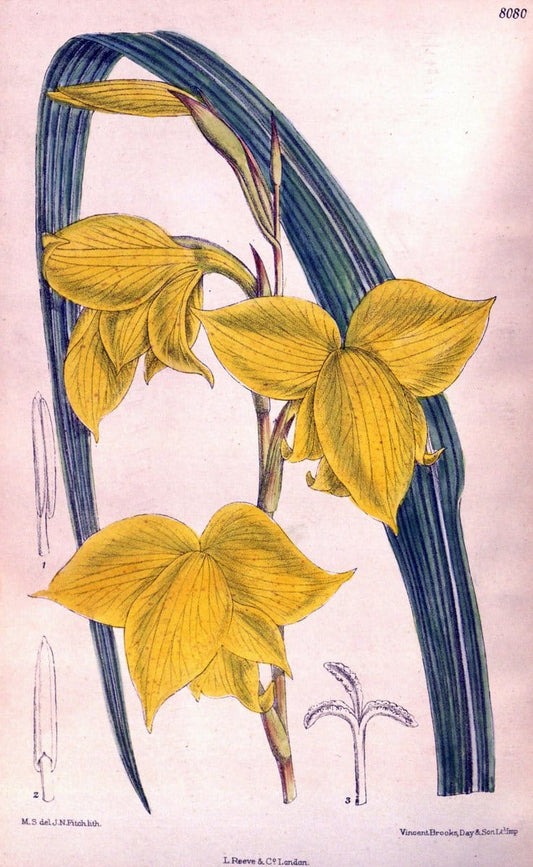 Curtis's botanical magazine. London ; New York [etc.] :Academic Press [etc.]. | "Botanical illustration" Botany Periodicals "Pictorial works" "Plants, Ornamental"  | Vintage Print Reproduction 456696