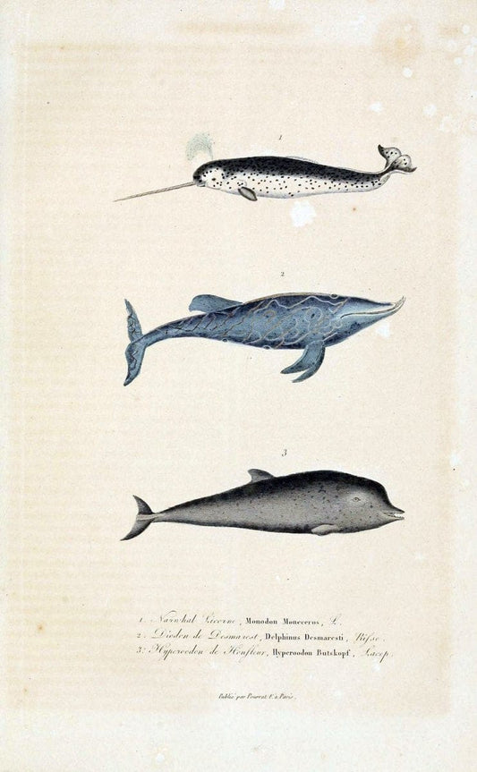 ComplÃ©ments de Buffon. t.1.Paris:P. Pourrat FrÃ¨res,1838. |  | Vintage Print Reproduction 456697