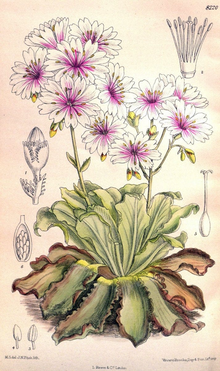 Curtis's botanical magazine. London ; New York [etc.] :Academic Press [etc.]. | "Botanical illustration" Botany Periodicals "Pictorial works" "Plants, Ornamental"  | Vintage Print Reproduction 456698