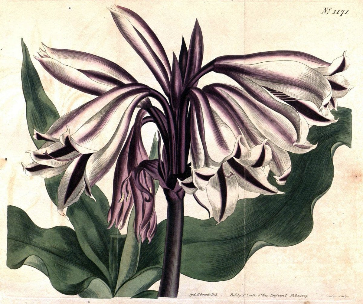 Curtis's botanical magazine. London ; New York [etc.] :Academic Press [etc.]. | "Botanical illustration" Botany Periodicals "Pictorial works" "Plants, Ornamental"  | Vintage Print Reproduction 456699