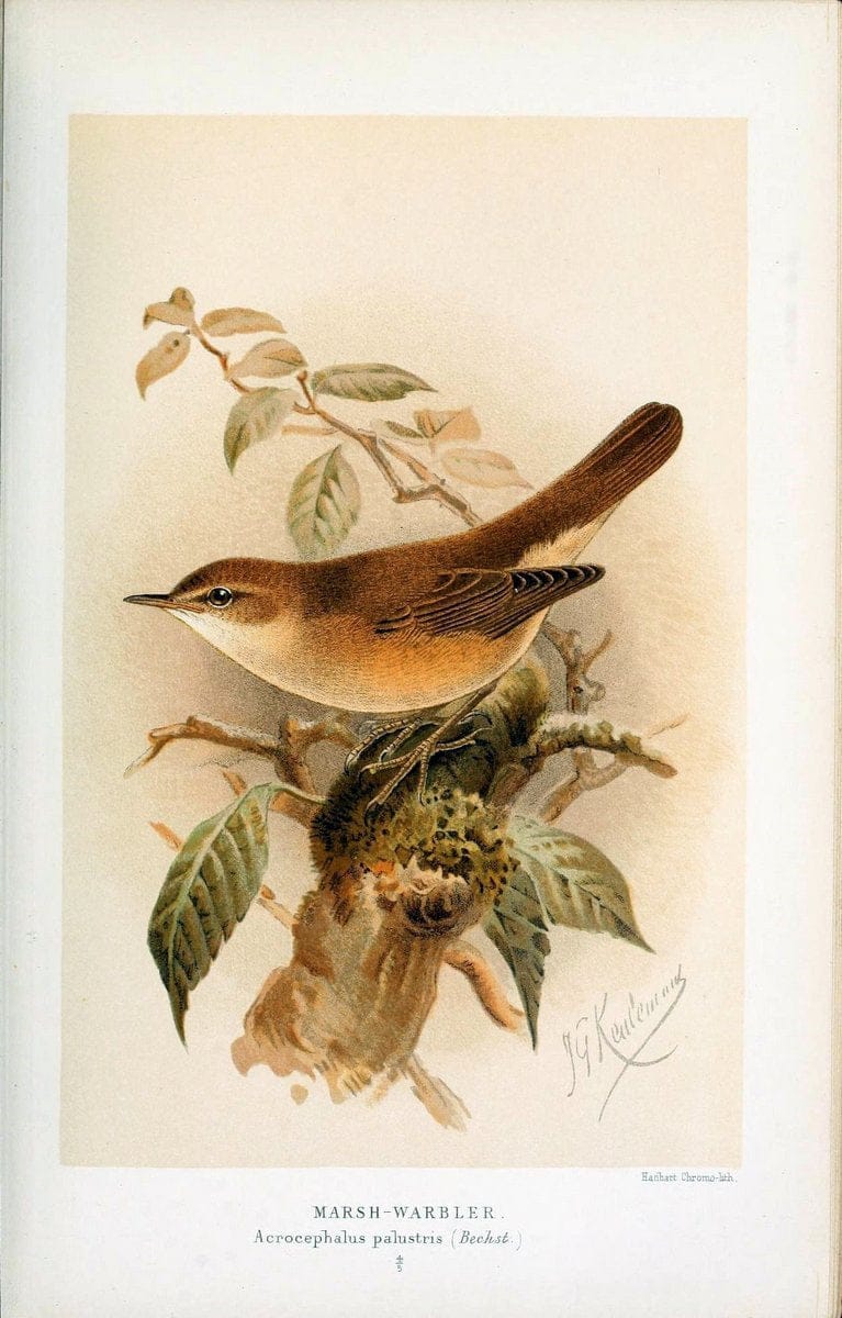 Coloured figures of the birds of the British Islands / issued by Lord Lilford. London :R | 59.82(42) Birds "Great Britain" "Pictorial works"  | Vintage Print Reproduction 456700