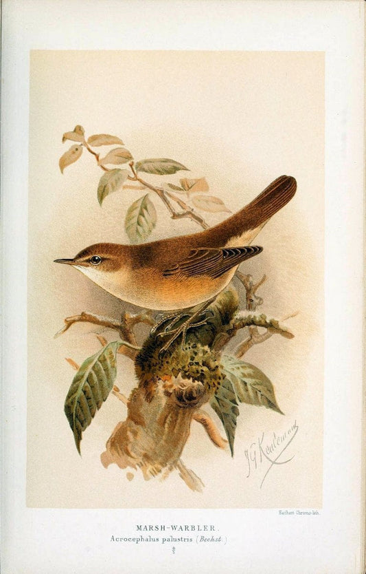 Coloured figures of the birds of the British Islands / issued by Lord Lilford. London :R | 59.82(42) Birds "Great Britain" "Pictorial works"  | Vintage Print Reproduction 456700