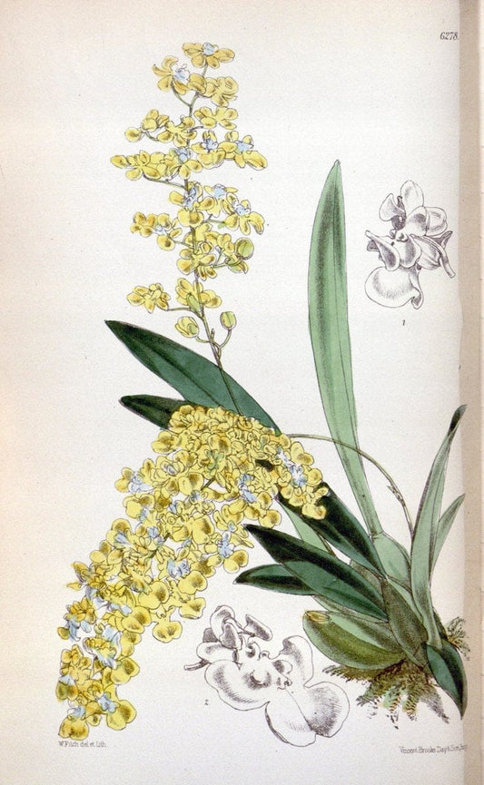 Curtis's botanical magazine. London ; New York [etc.] :Academic Press [etc.]. | "Botanical illustration" Botany Periodicals "Pictorial works" "Plants, Ornamental"  | Vintage Print Reproduction 456701