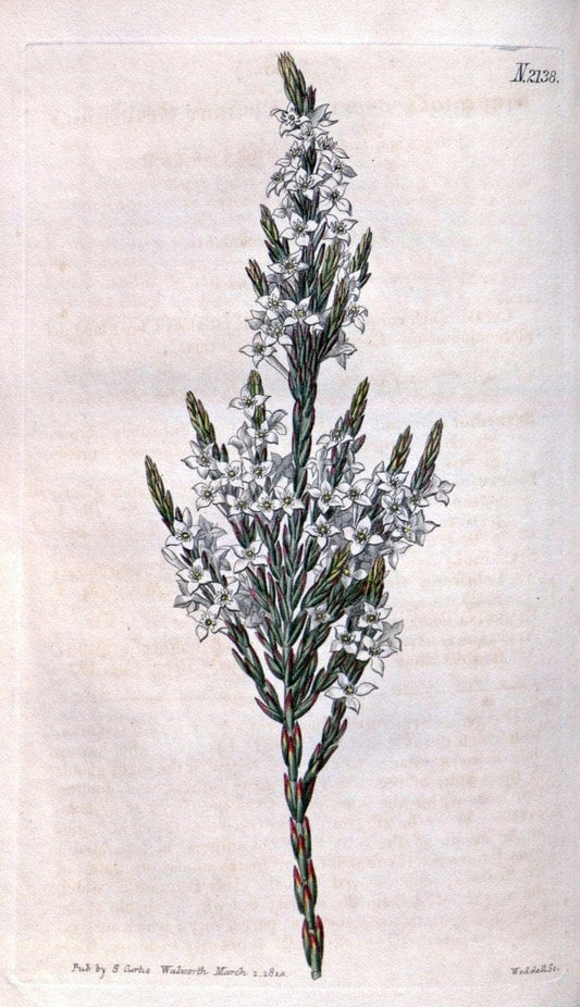 Curtis's botanical magazine. London ; New York [etc.] :Academic Press [etc.]. | "Botanical illustration" Botany Periodicals "Pictorial works" "Plants, Ornamental"  | Vintage Print Reproduction 456702
