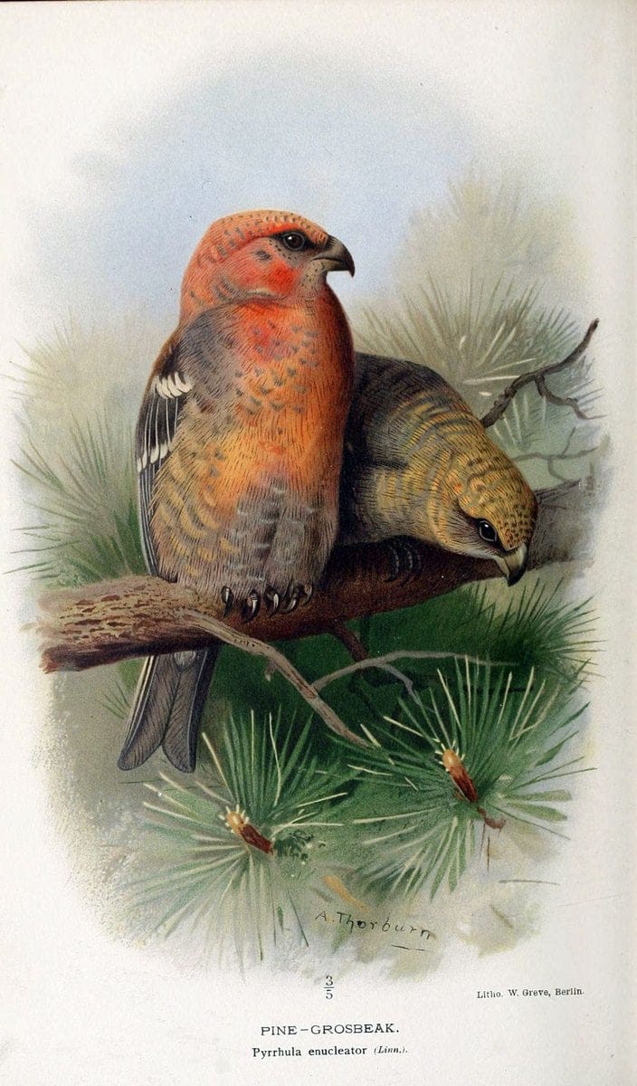 Coloured figures of the birds of the British Islands / issued by Lord Lilford. London :R | 59.82(42) Birds "Great Britain" "Pictorial works"  | Vintage Print Reproduction 456703