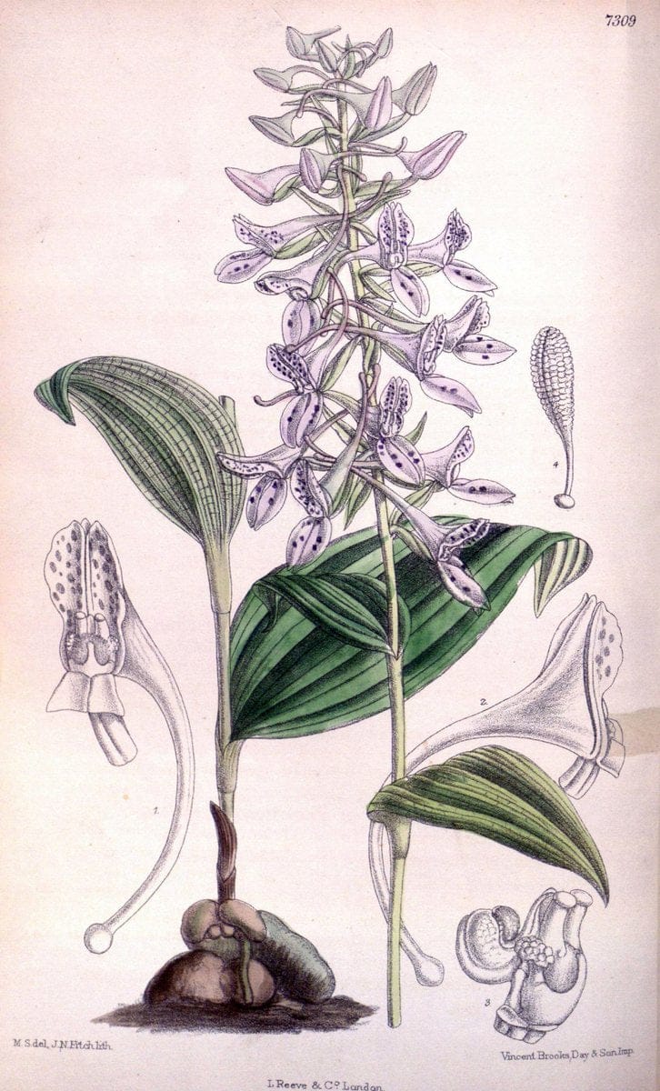 Curtis's botanical magazine. London ; New York [etc.] :Academic Press [etc.]. | "Botanical illustration" Botany Periodicals "Pictorial works" "Plants, Ornamental"  | Vintage Print Reproduction 456705