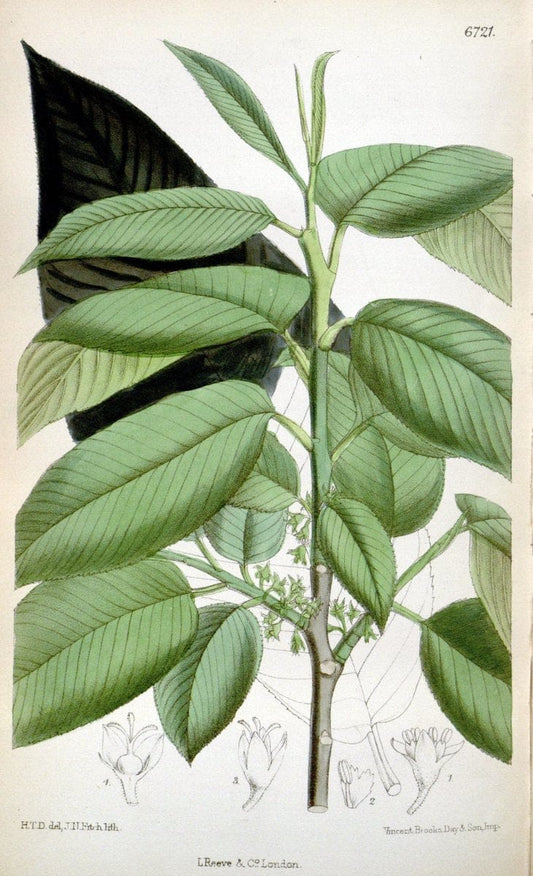 Curtis's botanical magazine. London ; New York [etc.] :Academic Press [etc.]. | "Botanical illustration" Botany Periodicals "Pictorial works" "Plants, Ornamental"  | Vintage Print Reproduction 456706
