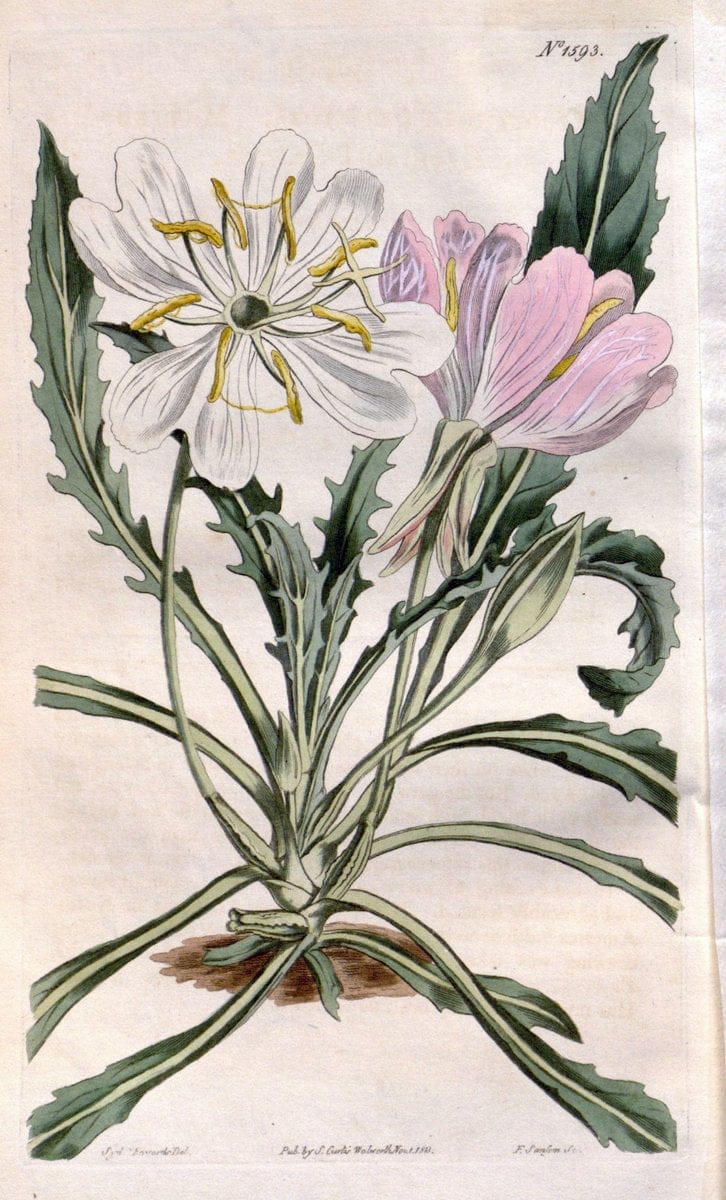 Curtis's botanical magazine. London ; New York [etc.] :Academic Press [etc.]. | "Botanical illustration" Botany Periodicals "Pictorial works" "Plants, Ornamental"  | Vintage Print Reproduction 456707