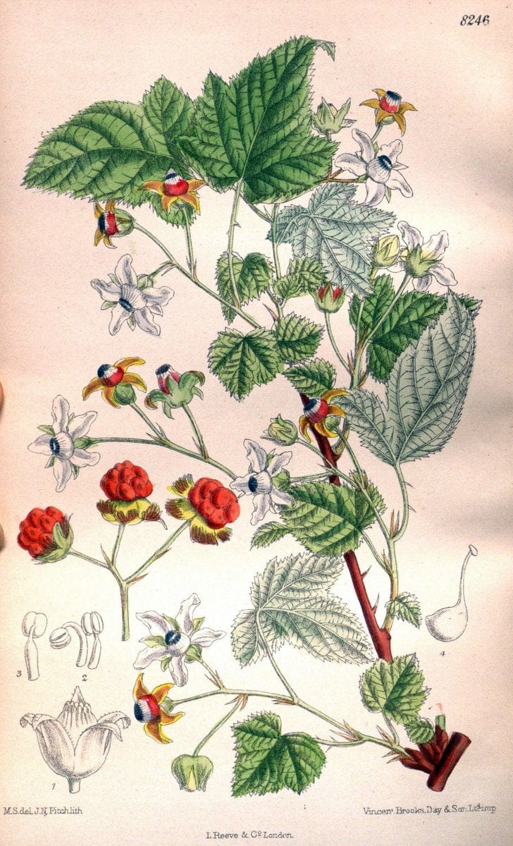 Curtis's botanical magazine. London ; New York [etc.] :Academic Press [etc.]. | "Botanical illustration" Botany Periodicals "Pictorial works" "Plants, Ornamental"  | Vintage Print Reproduction 456708