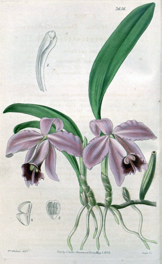 Curtis's botanical magazine..London ;New York [etc.] :Academic Press [etc.]. |  | Vintage Print Reproduction 456709